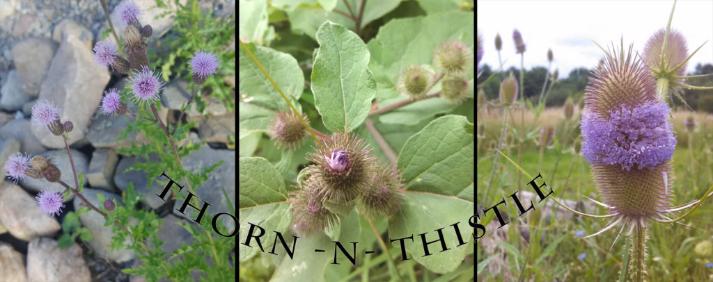 Thorn n Thistle - Thistle collage